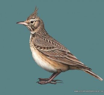 livebirdspoland_54b9143f05dc30baa79fffbd0e91f2c2.png