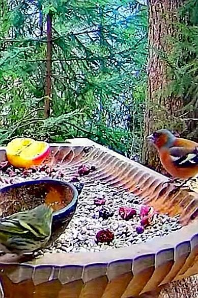 livebirdspoland_d1397e692fb276d337095c316f6b6008.jpg