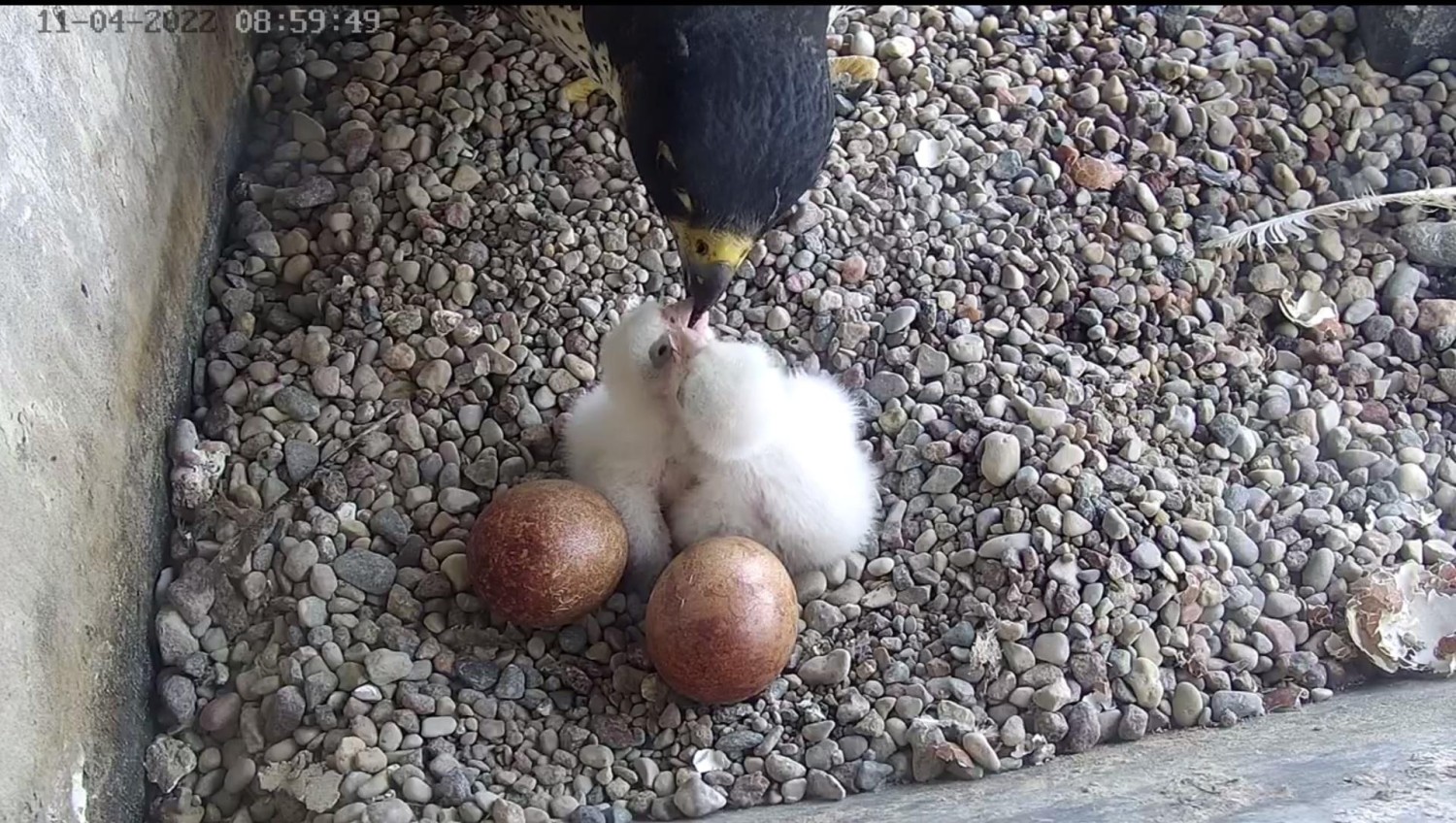 livebirdspoland_333ff7741e36fb25db0f94dde7878226.jpg