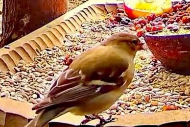 livebirdspoland_7c00dca350434bcb282743b49406bd37.jpg