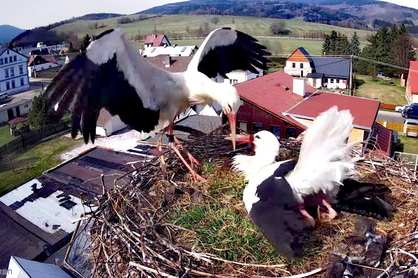 livebirdspoland_8c5f12dd609909b6bf2bf9ca309e6767.jpg