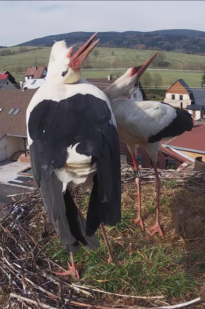 livebirdspoland_438cf0ec69a420a815a39bf59b2faf80.jpg