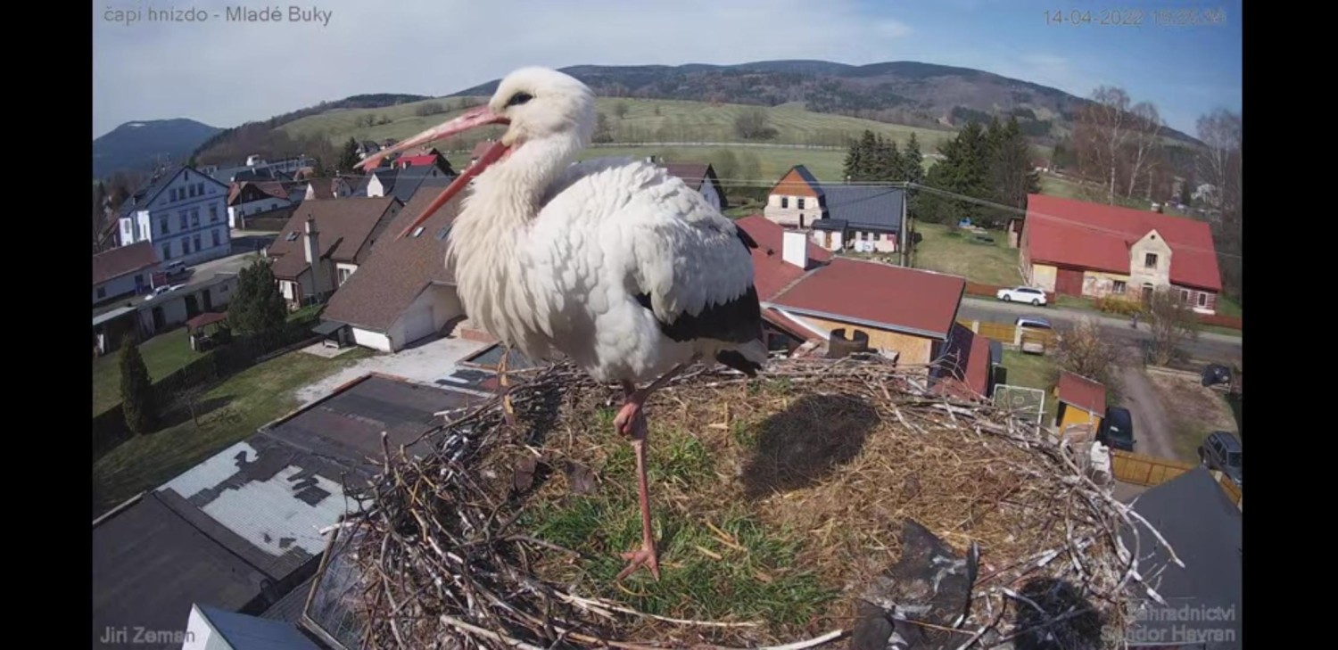 livebirdspoland_a371af466be53e5109a917db65b77793.jpg