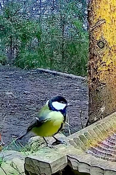 livebirdspoland_396686fe17cc35142b340abc9f8e524f.jpg