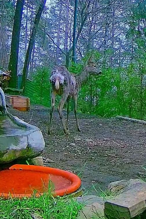 livebirdspoland_134550199db8e9fb1452b16e57637042.jpg