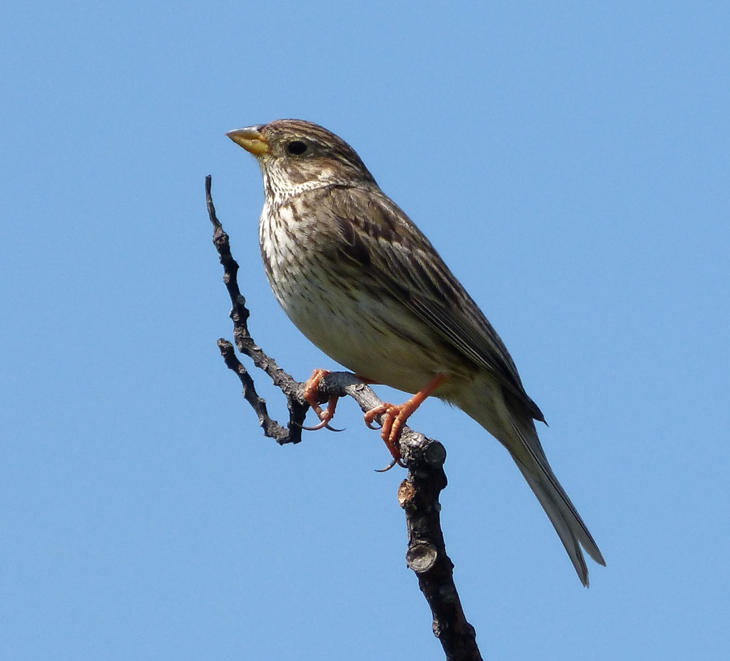 livebirdspoland_09b9ffcf1213fc69028a4c4d0466abb7.png
