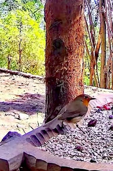 livebirdspoland_deef3325677f6038705113a7cb56eaee.jpg