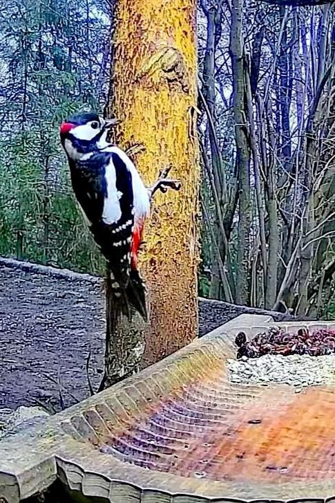 livebirdspoland_c3efbd5b31c6574e85ba2bb2c67ccfa1.jpg