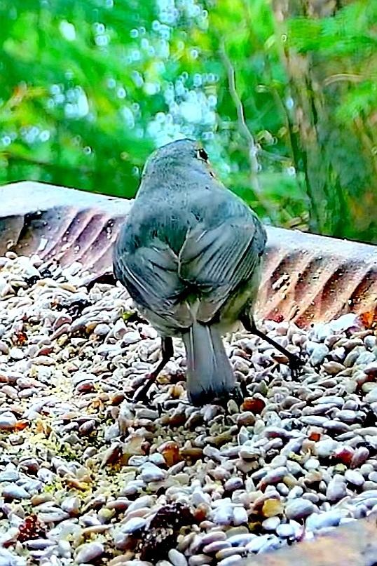 livebirdspoland_1714e52c8f67b72ce7df6e6d8ea09f65.jpg