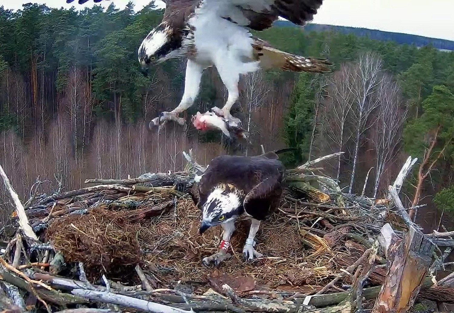 livebirdspoland_1ca87a9f94bf6c0773631d15be0fc89d.jpg