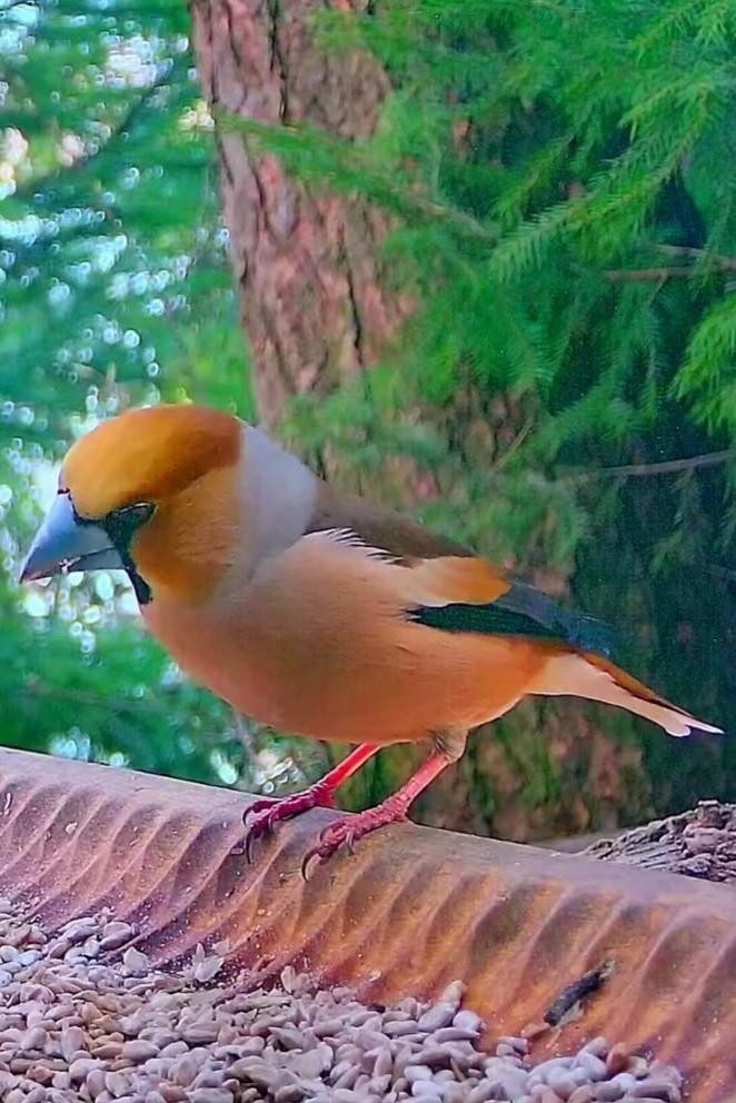 livebirdspoland_ed53642a683c895593bd4a60fdfd23f7.jpg