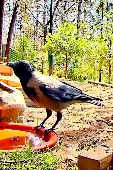 livebirdspoland_86b1d5a4bccd01ce1ca3e9604e98e235.jpg