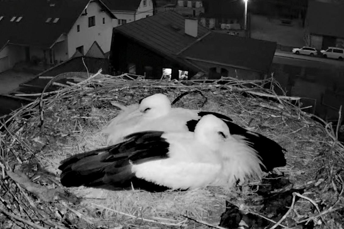 livebirdspoland_5e1b688fc7281b2e4f1c097ccfd7246d.jpg