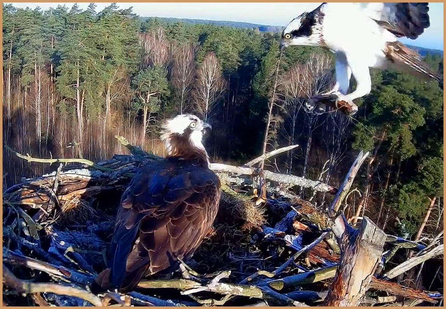 livebirdspoland_ed91edfaaff165ee2032c43c7f69633f.jpg