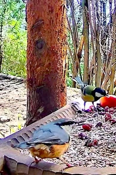 livebirdspoland_5ba70d547692ce74622dd7b2f7740c31.jpg