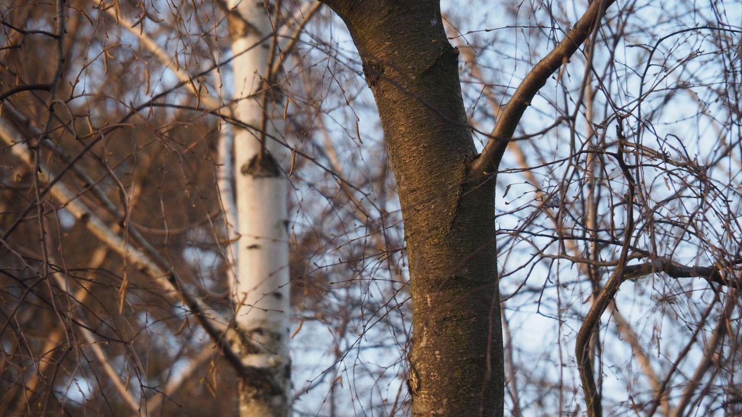 livebirdspoland_3a2d107d01575d13f62257a529c1b57b.png