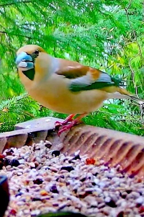 livebirdspoland_f09a39f4adbdb35c8404ebc0155e2c96.jpg