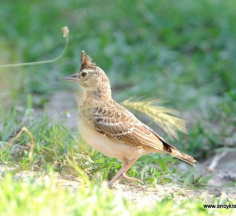livebirdspoland_50549e6cf4d7243ee6130bcfc7ce48af.png