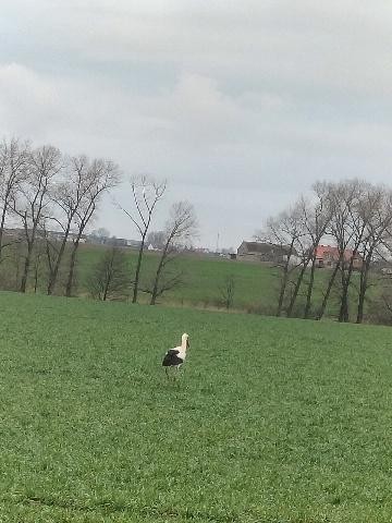 livebirdspoland_2076b3951149b882c9d9aea6f80b418e.jpg