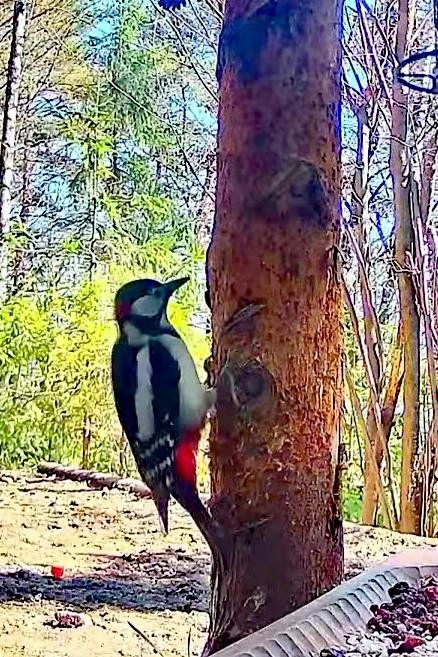 livebirdspoland_ffcff188763f6c764ca5c7d378ec60fc.jpg