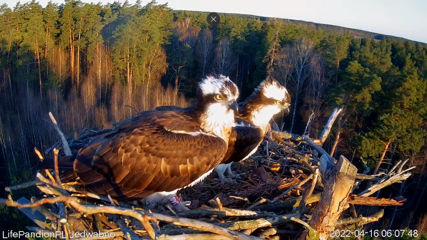 livebirdspoland_f4c7291486fe6048f7fc0c859302ae93.png