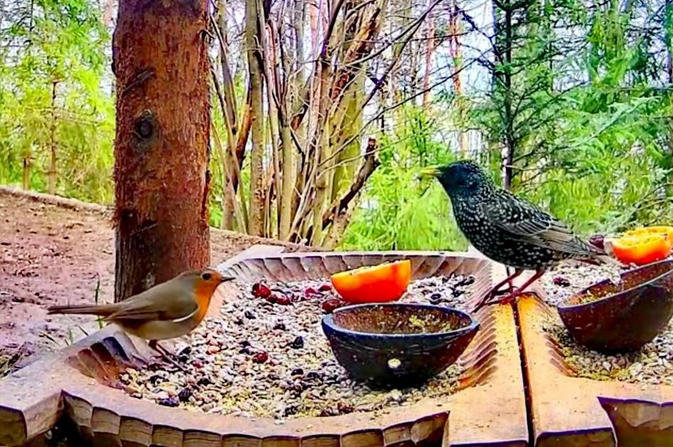 livebirdspoland_a59c1475ff22b1e755204440f4fae29d.jpg