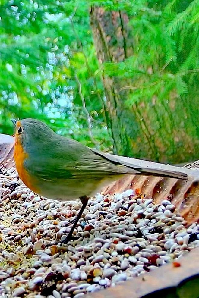 livebirdspoland_bee8bff97f7e113c05bf47eca69944c5.jpg