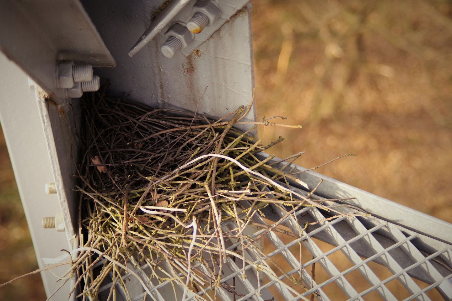 livebirdspoland_943e652291e01f522eb10af72cf60c45.png