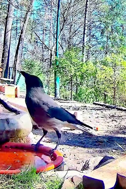 livebirdspoland_e42a4b1d756463550b7e088e08836c88.jpg