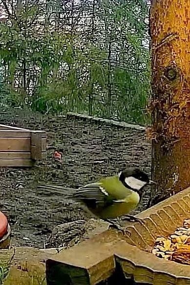 livebirdspoland_fa57c0c80445cec1d6f1e33742841205.jpg