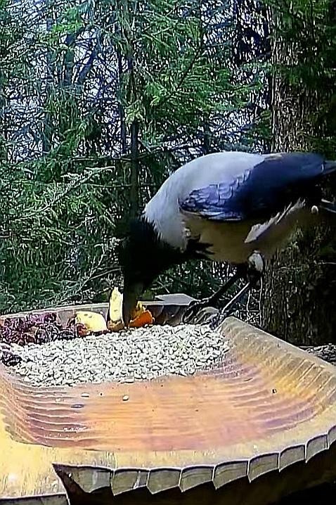 livebirdspoland_667042b99b759bf8dcbf41c7d21d3fca.jpg