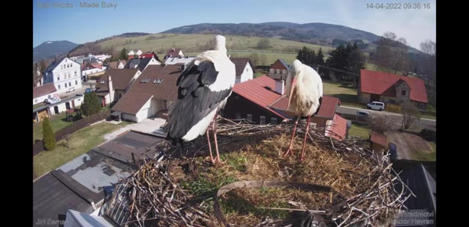 livebirdspoland_8600b69a06fd1b46ad3c4b8770b6e727.jpg