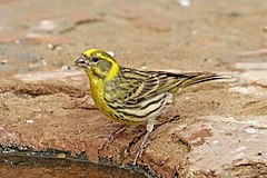 livebirdspoland_3164bcde5b55efee570f9bd9a0f8b6bf.png