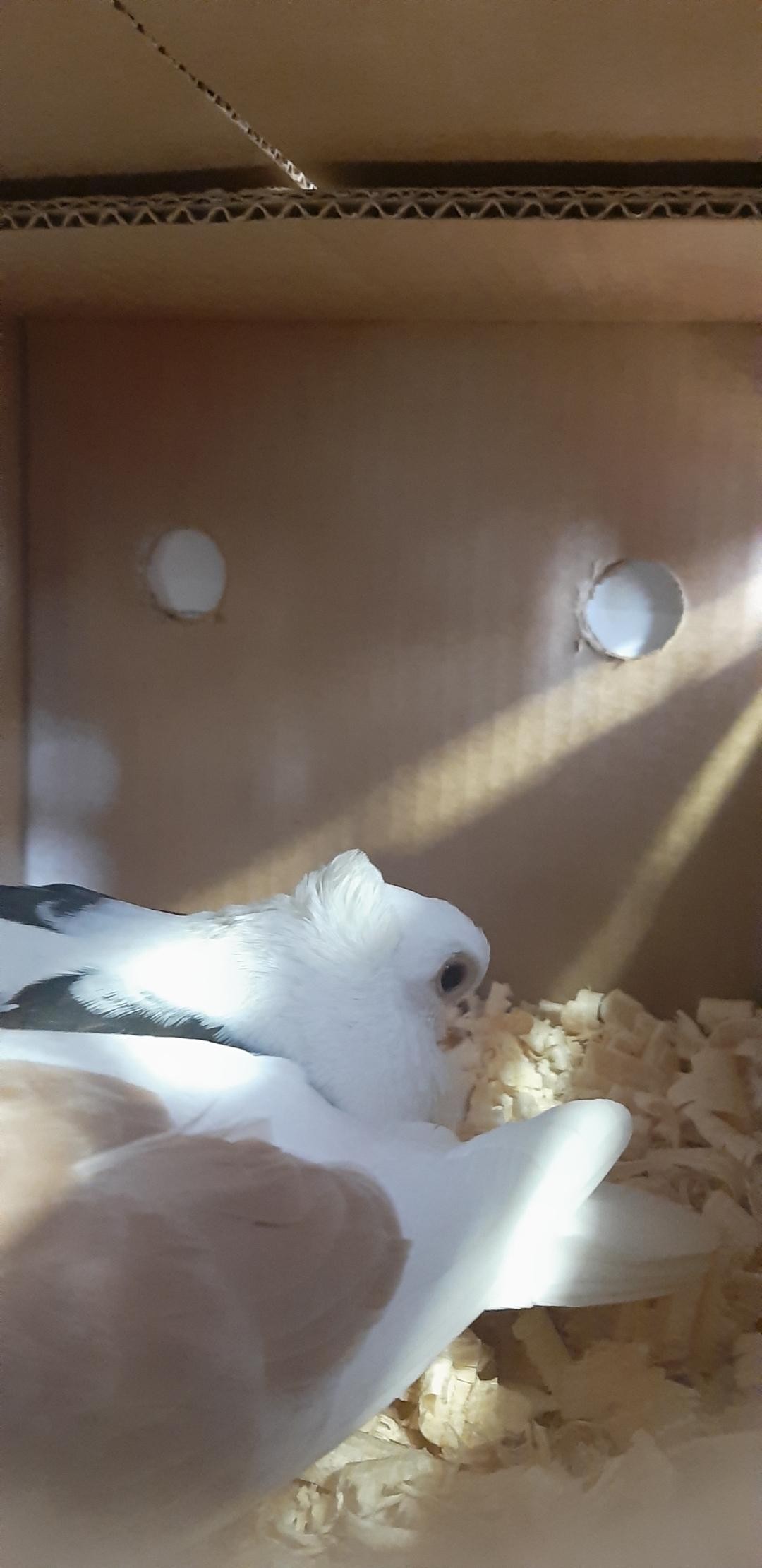 livebirdspoland_9aedb746dc20efa04b84bf4850707859.jpg