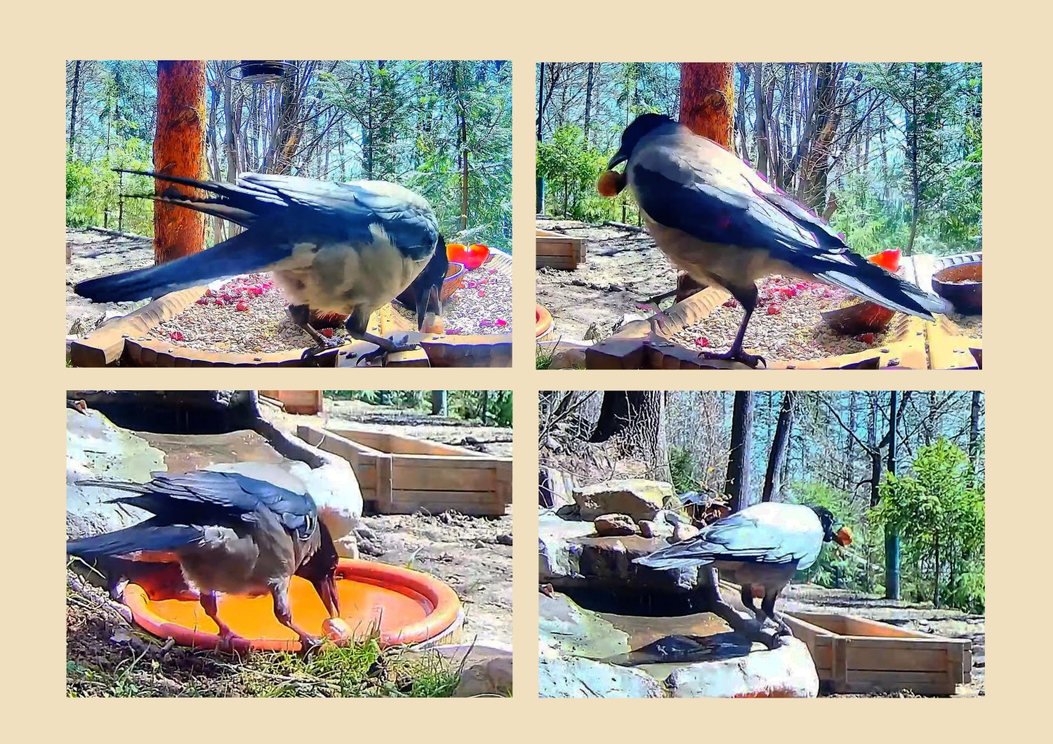 livebirdspoland_21eadfabc6ccc35a8b36412975657280.jpg