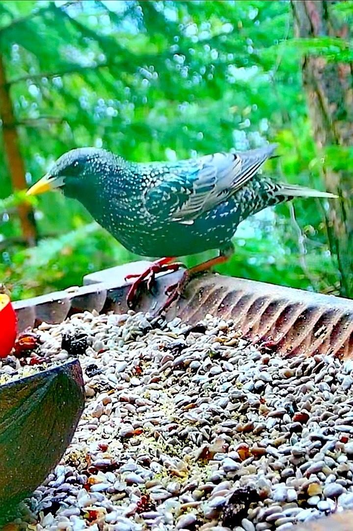 livebirdspoland_3821eee537833602401bda43c8b65b8e.jpg
