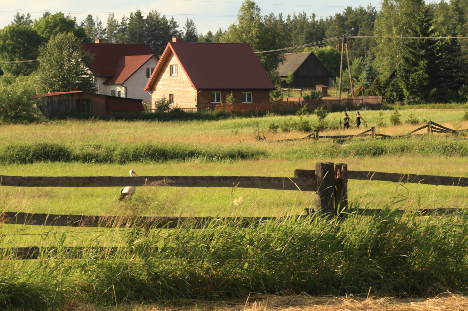 livebirdspoland_a2834623d1f74eab0ebb14a137a960d6.png
