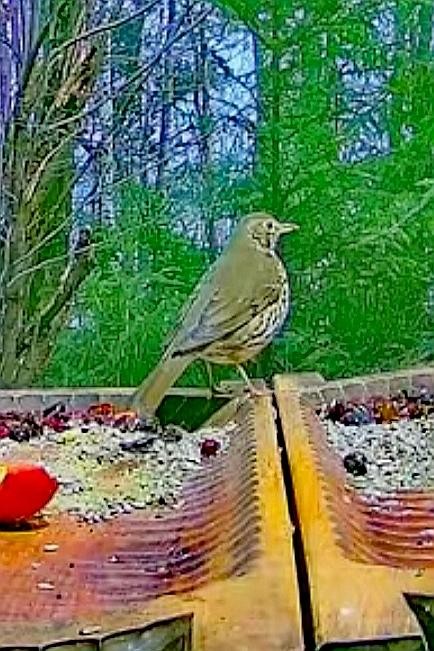 livebirdspoland_b4e556c740061bcb683d35a688f7ce46.jpg