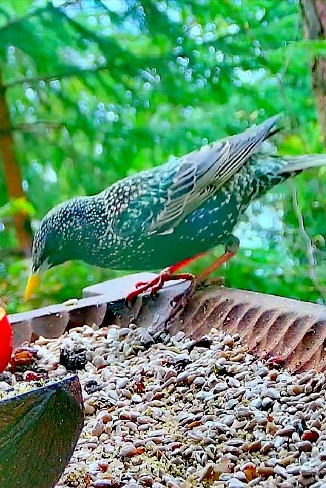 livebirdspoland_dfe38bb3aa4c9d4e463eb0e9ec829a8f.jpg