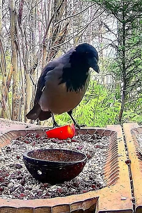 livebirdspoland_908768d2651d637ae37c20f1d6660a6f.jpg