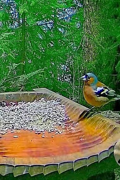 livebirdspoland_55822398c3382e7d5d71f0e65ce4445e.jpg