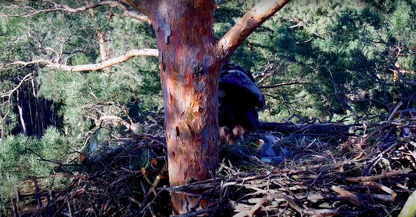 livebirdspoland_a932bae758586135b6d119f763e1ae79.png