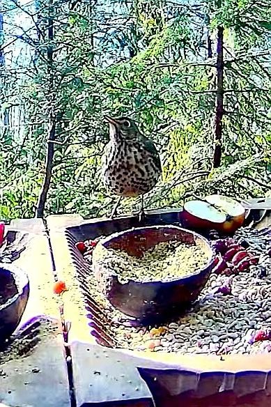 livebirdspoland_b4249c11a38fff8310fd3aa57bcbfb4e.jpg