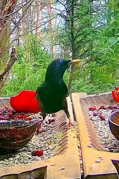 livebirdspoland_2dd38b10fc3f6e50dffb54e56e64fd08.jpg
