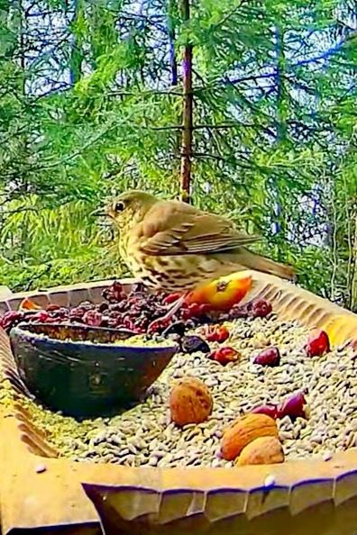 livebirdspoland_1c34fdcaa99107b63efeafc7f54cc862.jpg