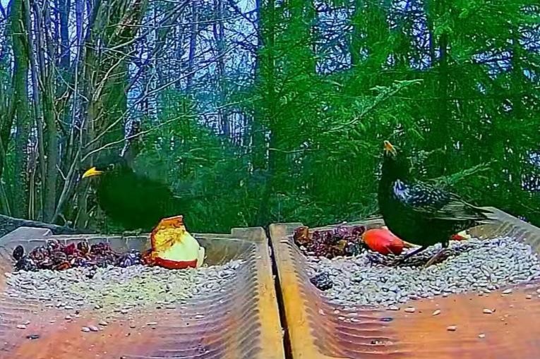 livebirdspoland_33c3ebfa3b8125dd2516687e4924b81b.jpg