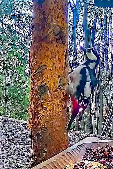 livebirdspoland_26e35c1f5bae8bc7e43a305237da527c.jpg