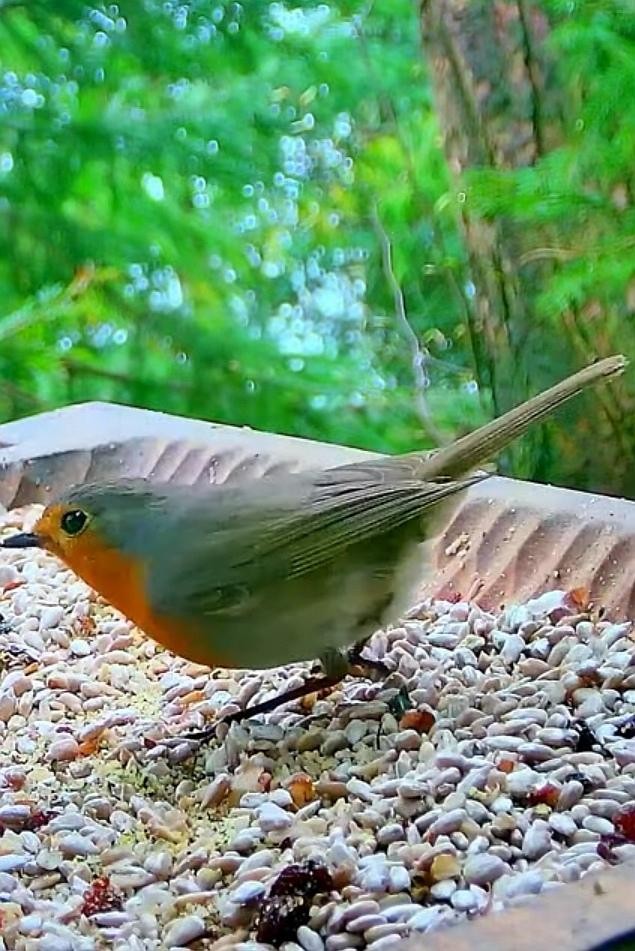 livebirdspoland_b15e005469092a6e6e0aa49842653d41.jpg