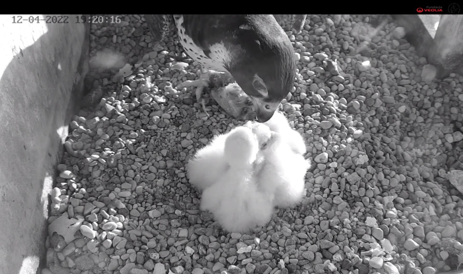 livebirdspoland_69b44ef9ba140bd1bbab1e4e77d7cc1d.jpg