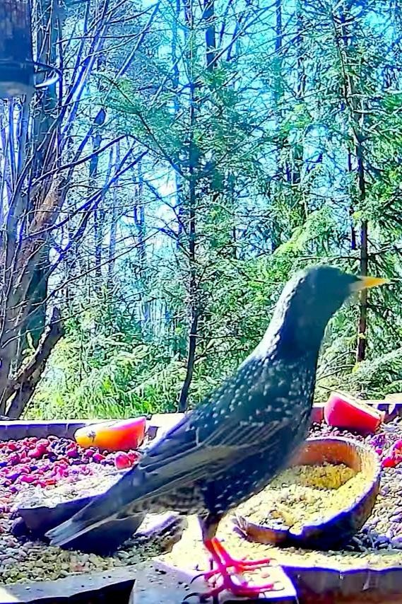 livebirdspoland_372c8423573f823a1e8728b41f7abec9.jpg